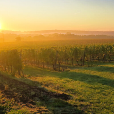LE VIGNOBLE
